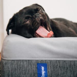 Cama para pet
