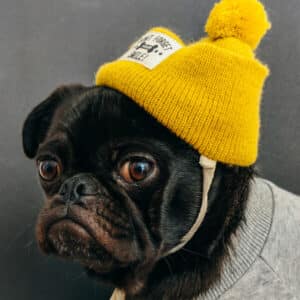 Gorro amarelo para cachorro