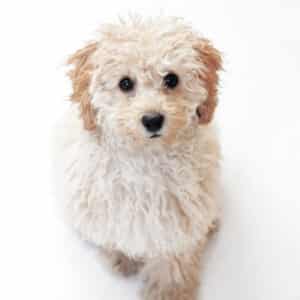 Poodle branco