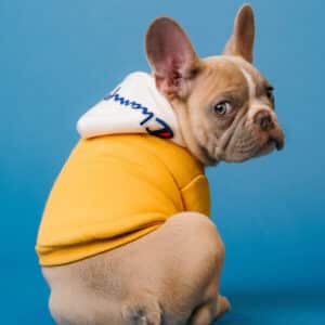 Sweater amarelo para cachorro